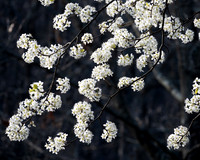 Tree Blossums (2024)