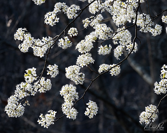 Tree Blossums (2024)