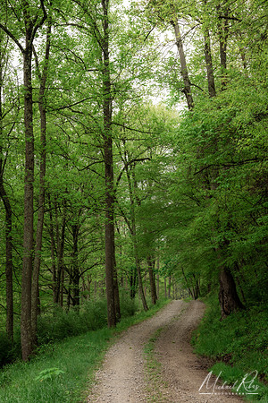 Gravel Road at Mountwood (2024)