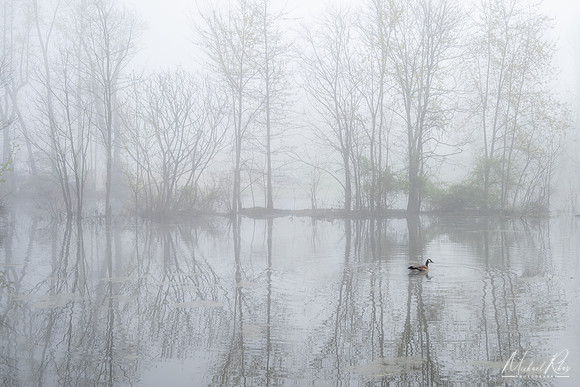 Foggy Morning (2022)