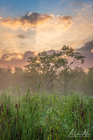 Summer Morning (2025)