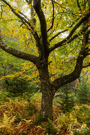 Dolly Sods Tree (2024)