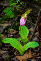 Pink Lady Slippers at Blackwater Falls SP (2024)