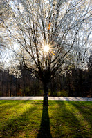 Blossoming Tree (2024)