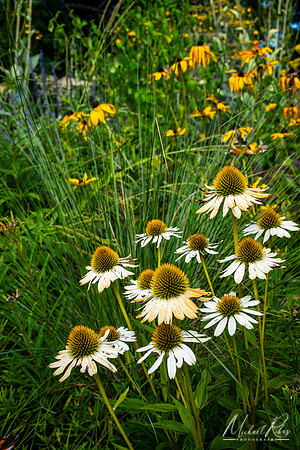 Summer Flowers, Charlotte (2025)