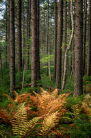 Autumn Ferns in Forest (2024)