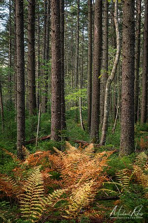 Autumn Ferns in Forest (2024)