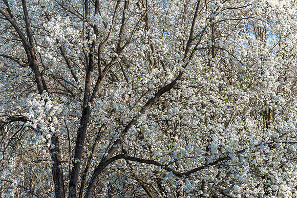 Pear Blossums (2024)