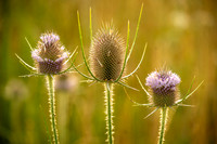 Thistles (2024)