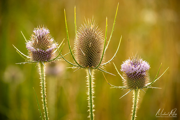 Thistles (2024)