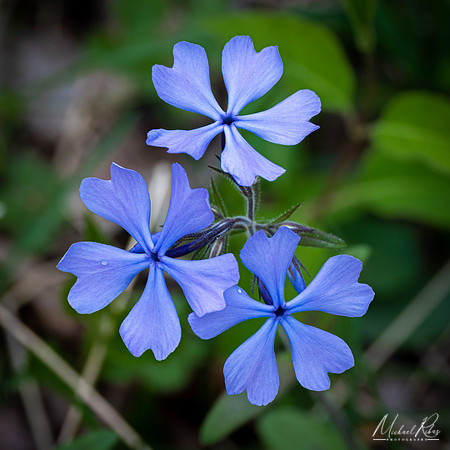 Spring Ground Flowers (2022)