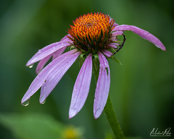 Coneflower (2022)