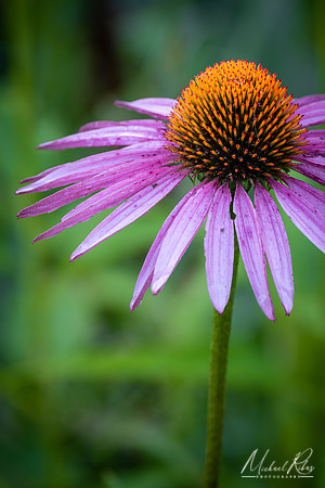Coneflower (2022)