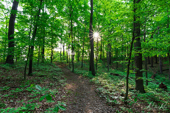 Spring Morning on Trail (2022)