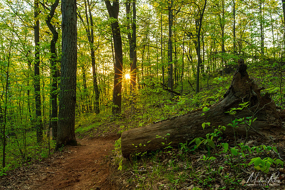 Spring Woodland Sunset (2024)