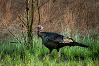Turkey on  a Walk (2024)