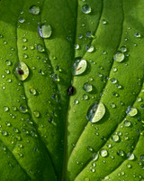 Leaf and Raindrops (2024)