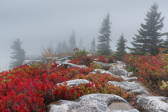Dolly Sods Mist and Fog (2024)