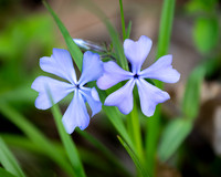 Spring Flowers (2024)
