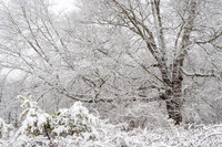 A Snowy Scene (2025)