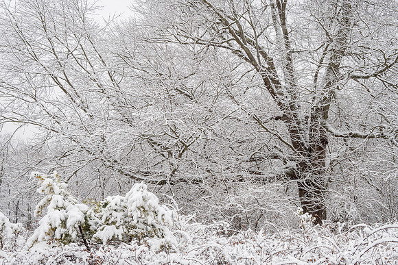 A Snowy Scene (2025)