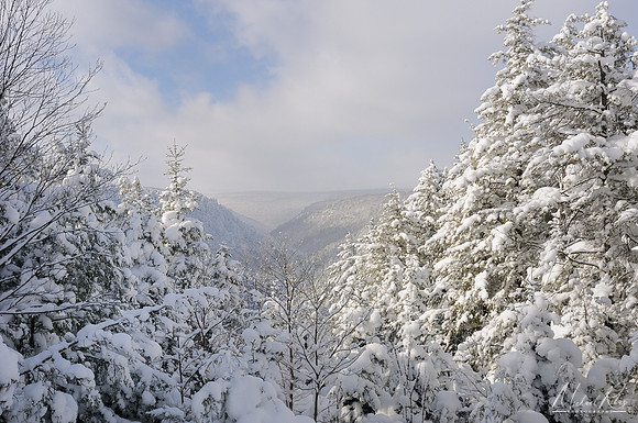 Blackwater Canyon in Winter