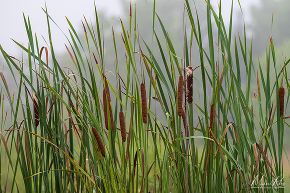 Cattails (2025)