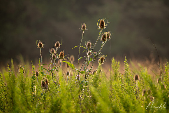 Summer Thistle in the Grasses (2024)