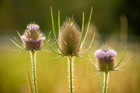 Thistles (2024)