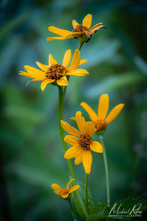 Summer Wildflowers (2022)