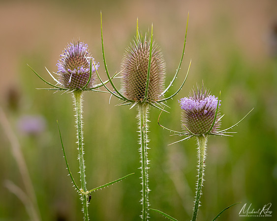 Thistle (2024)