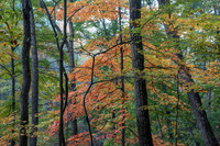 Autumn Foliage (2024)