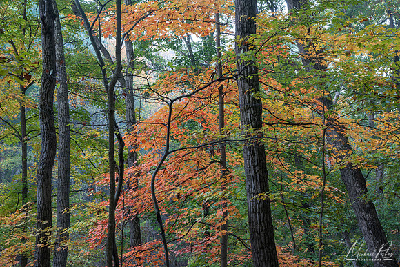 Autumn Foliage (2024)