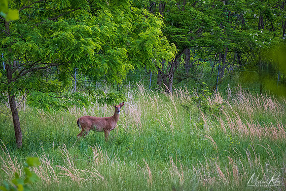 Whitetail Deer (2022)