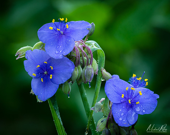 Spidorwort in Late Spring (2022)