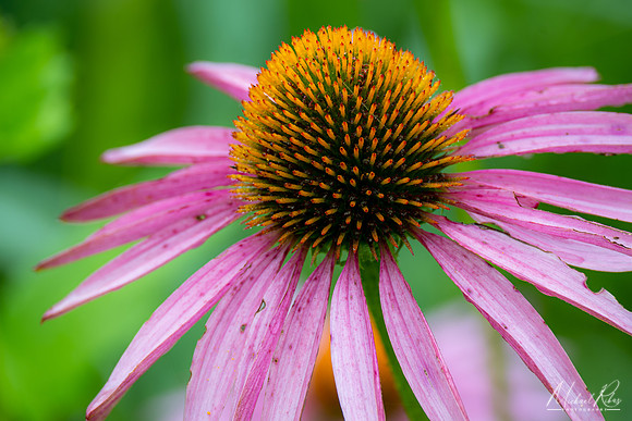 Coneflower (2022)