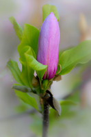 Spring Flower (2024)