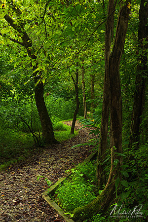 A Quiet Trail (2025)