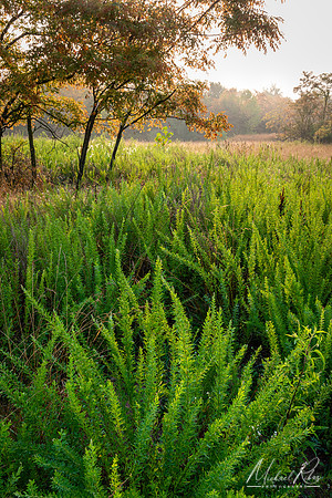 Summer Morning (2024)