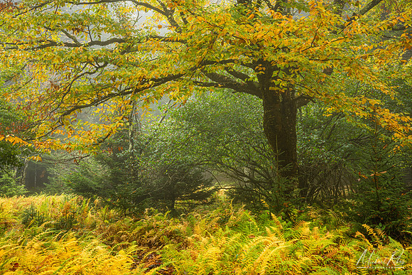 Dolly Sods Tree and Fog (2024)