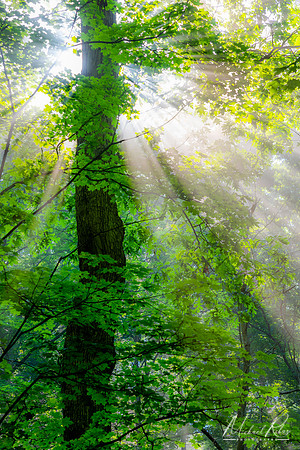 Forest Sunbeams (2022)