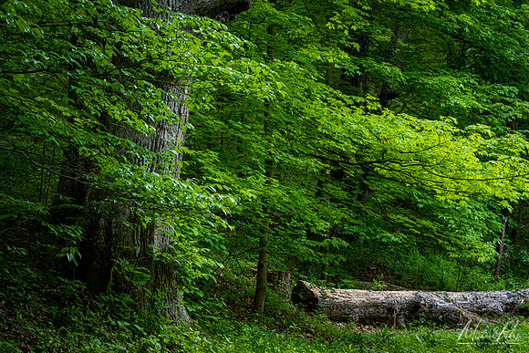 Spring Forest at Dupon Nature Trails (2022)