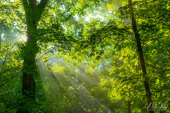 Trees in the Mist (2022)