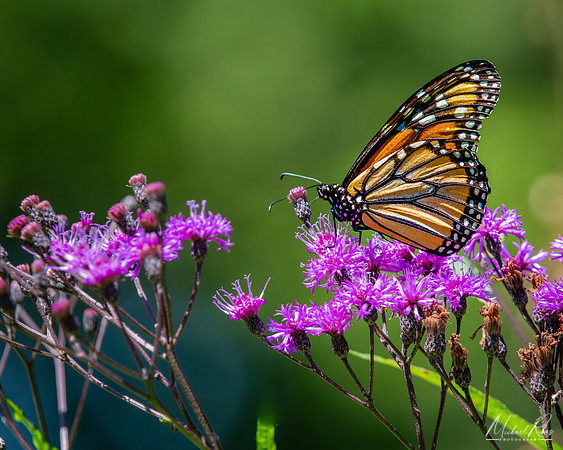Monarch Butterfly (2025)