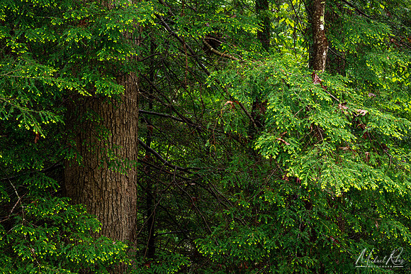 Hemlocks at Boord Nature Preserve (2022)