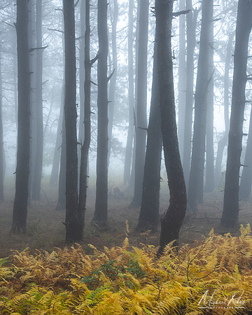 Pine Forest at Dolly Sods 2024)