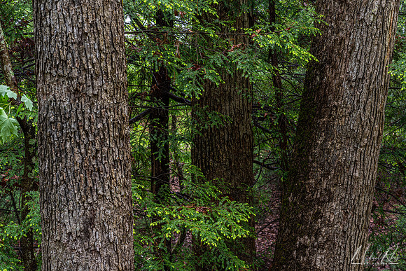 Tree Trunks at Boord Nature Preserve (2022)