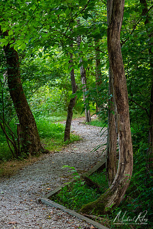 Secluded Pathway (2024)