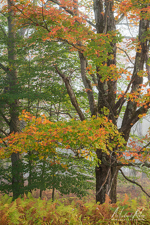 Fall Foliage in Canaan (2024)