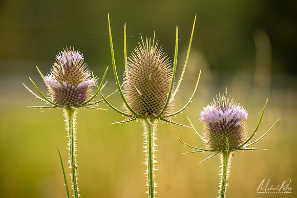 Thistles (2024)